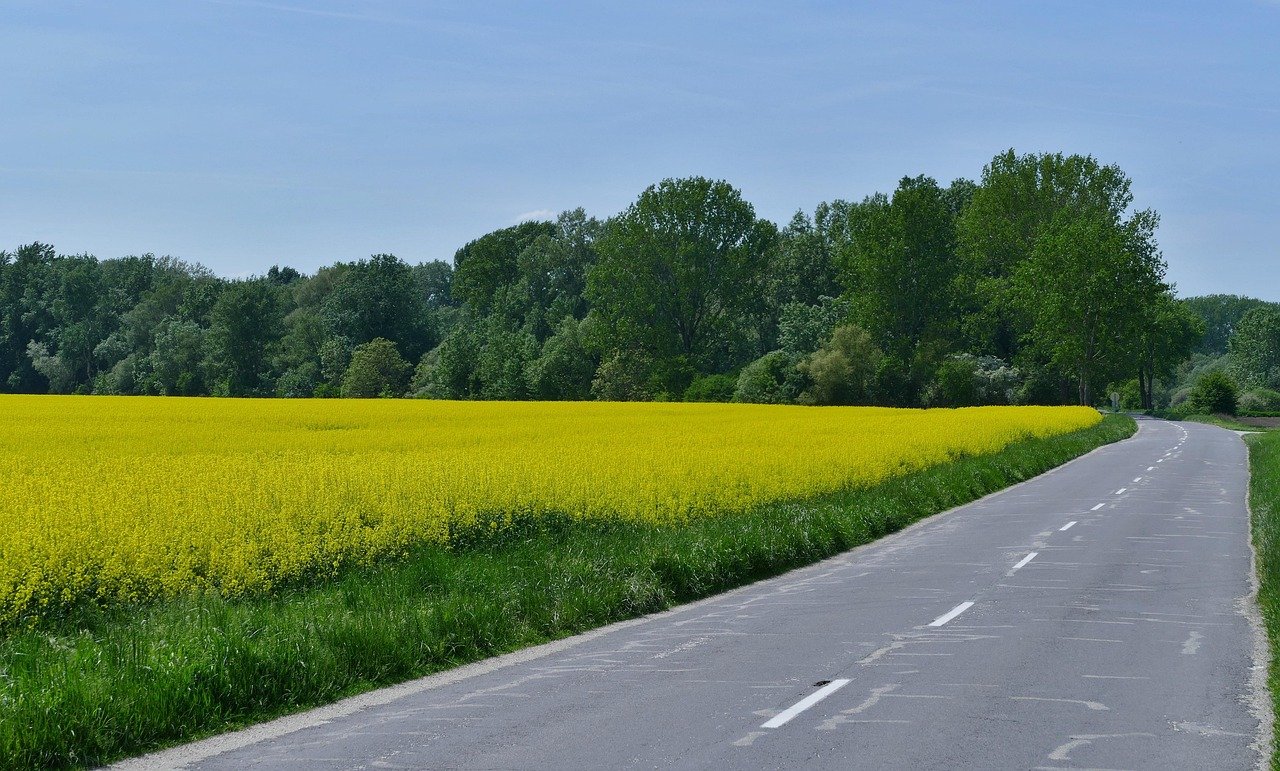 country, nature, pole, oil, agriculture, commodity, yellow, trees, the sky, the road, sunny day
